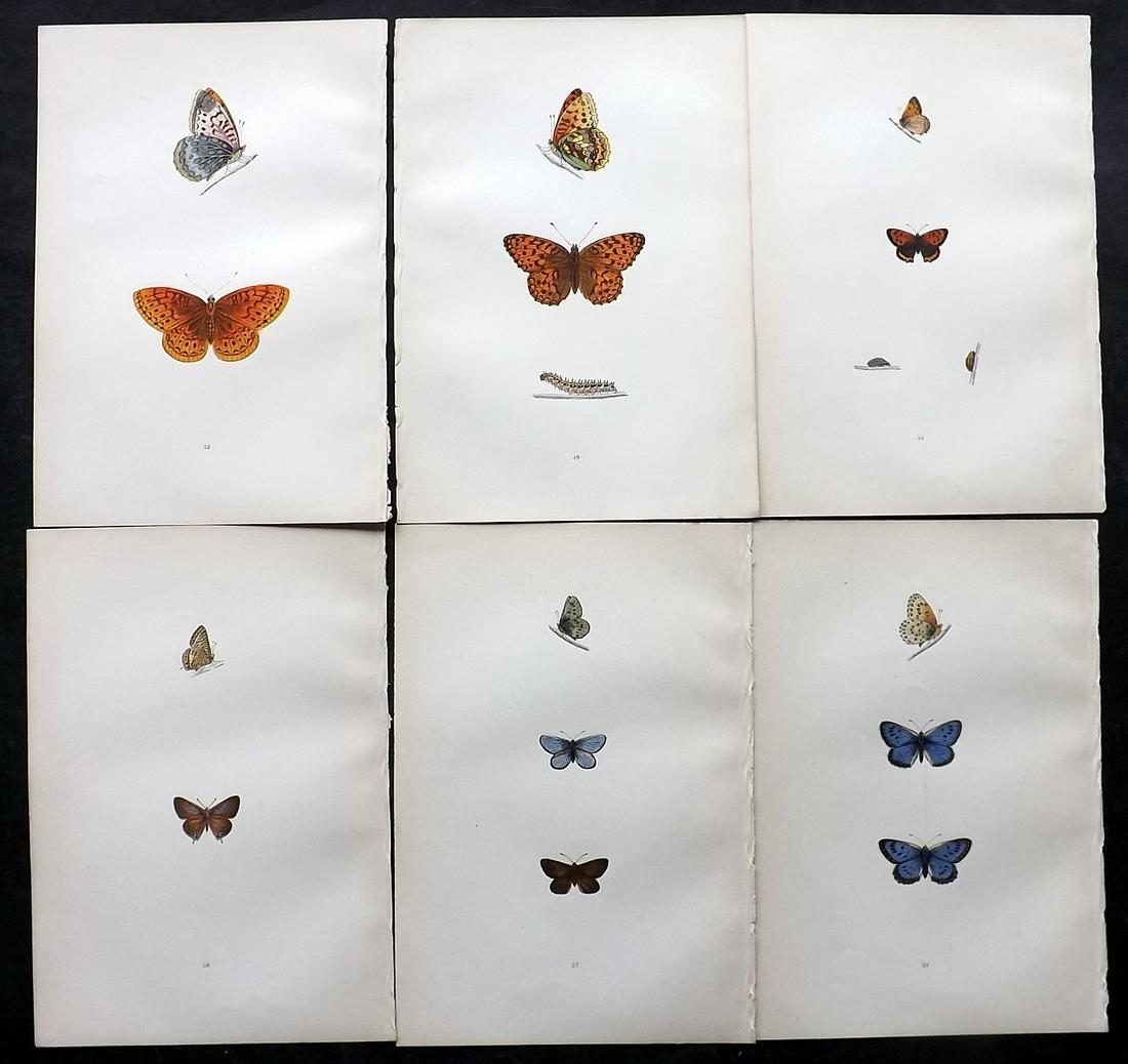 Morris, Francis 1891 Lot of 6 Antique Butterfly Prints: Woodblocks Published 1892, London for "A History of British Butterflies" By the Rev. Francis Orpen Morris. Printed in colours and finished by hand. Paper Size: 10 x 7 inch (25 x 18cm) Good Condition
