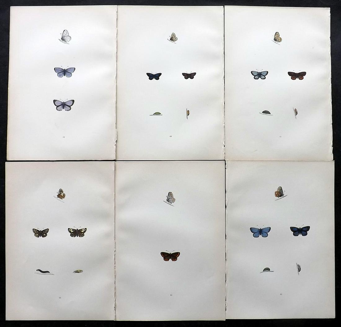 Morris, Francis 1891 Lot of 6 Antique Butterfly Prints: Woodblocks Published 1892, London for "A History of British Butterflies" By the Rev. Francis Orpen Morris. Printed in colours and finished by hand. Paper Size: 10 x 7 inch (25 x 18cm) Good Condition