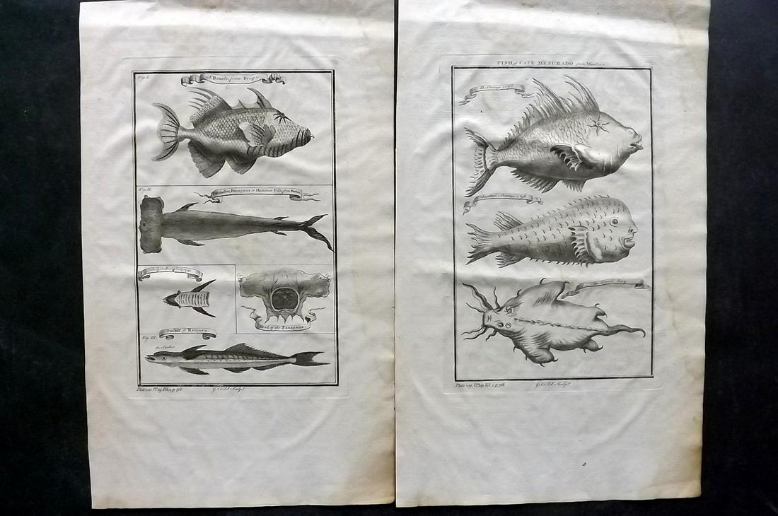 Salmon, Thomas 1753 Pair of Folio Fish Prints (1 of 2)