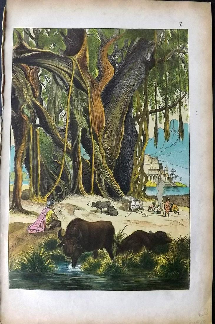 White, Adam 1872 HC Print. Buffalo, Zebu, Banjan Tree. India (1 of 2)