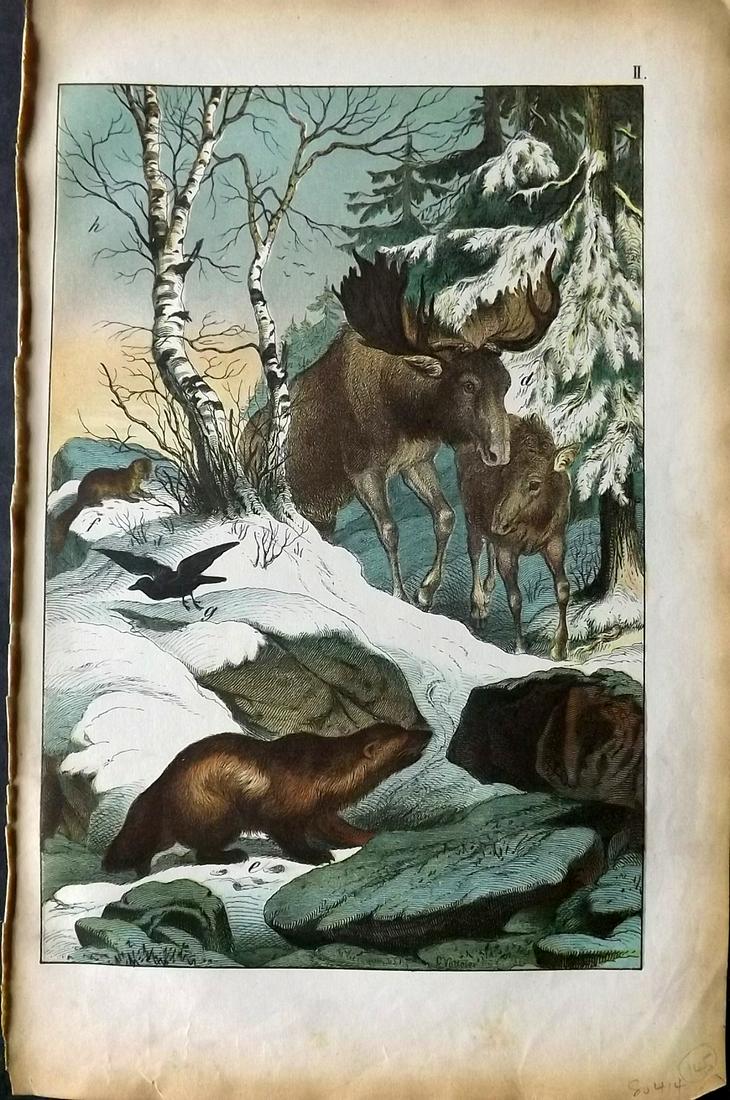 White, Adam 1872 HC Print. Elk, Pine Marten, Glutton. Lapland (1 of 2)