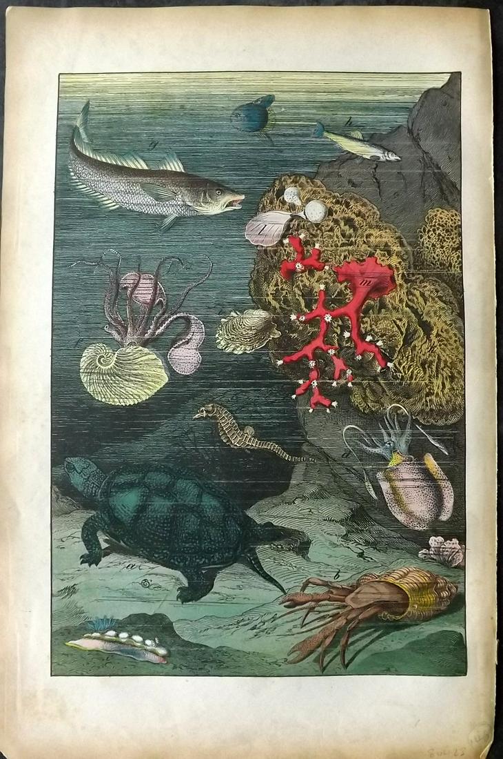 White, Adam 1872 HC Print. Mediterranean Sea Life (1 of 2)