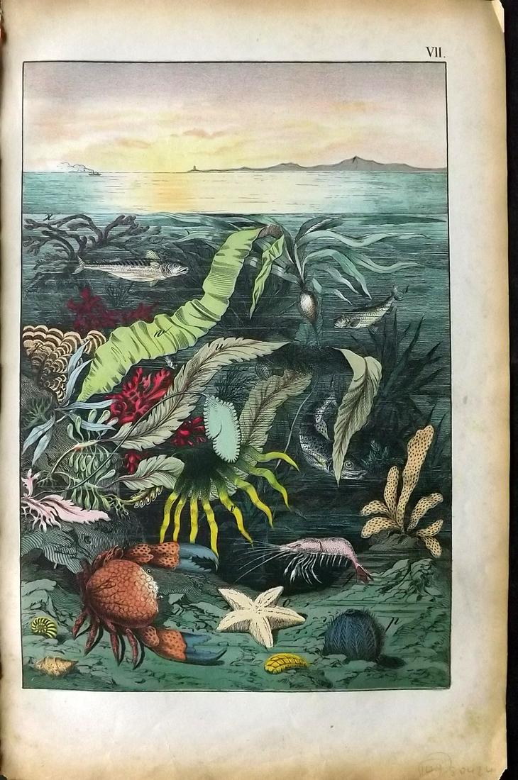 White, Adam 1872 HC Print. Mediterranean Sea Life (1 of 2)