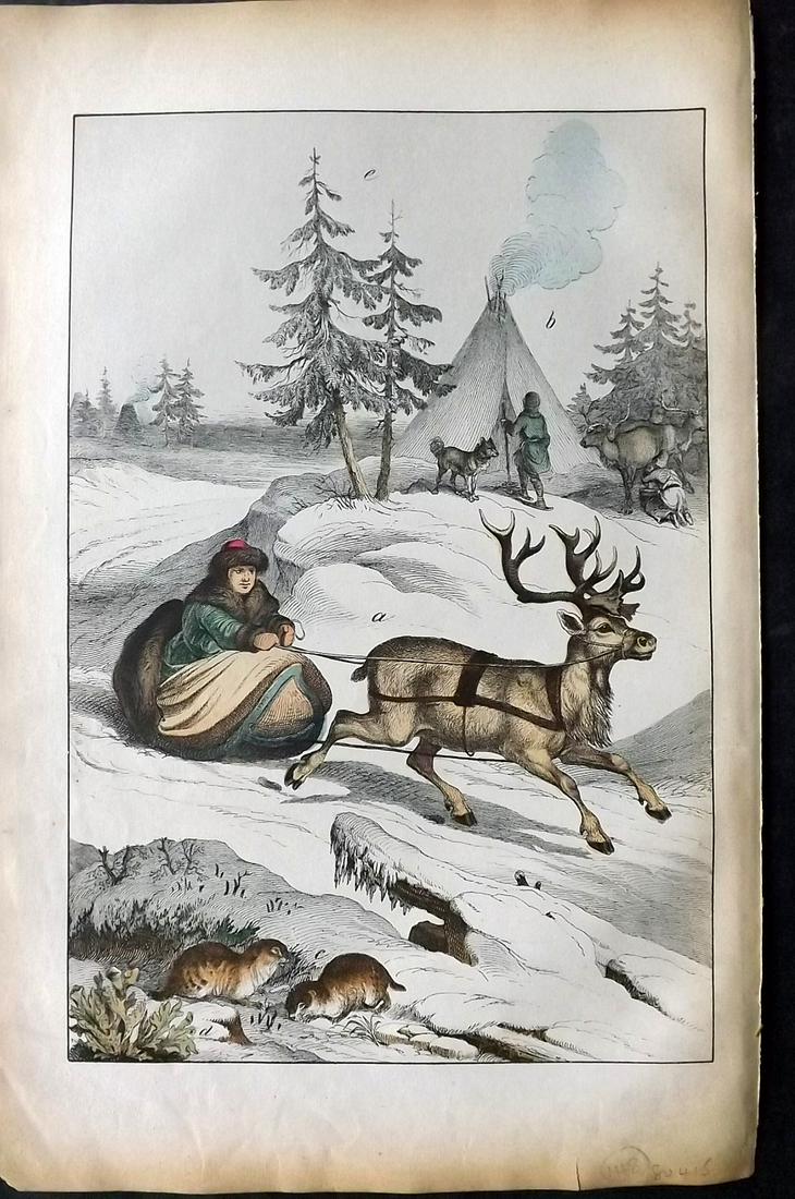White, Adam 1872 HC Print. Reindeer, Lemming. Lapland (1 of 2)