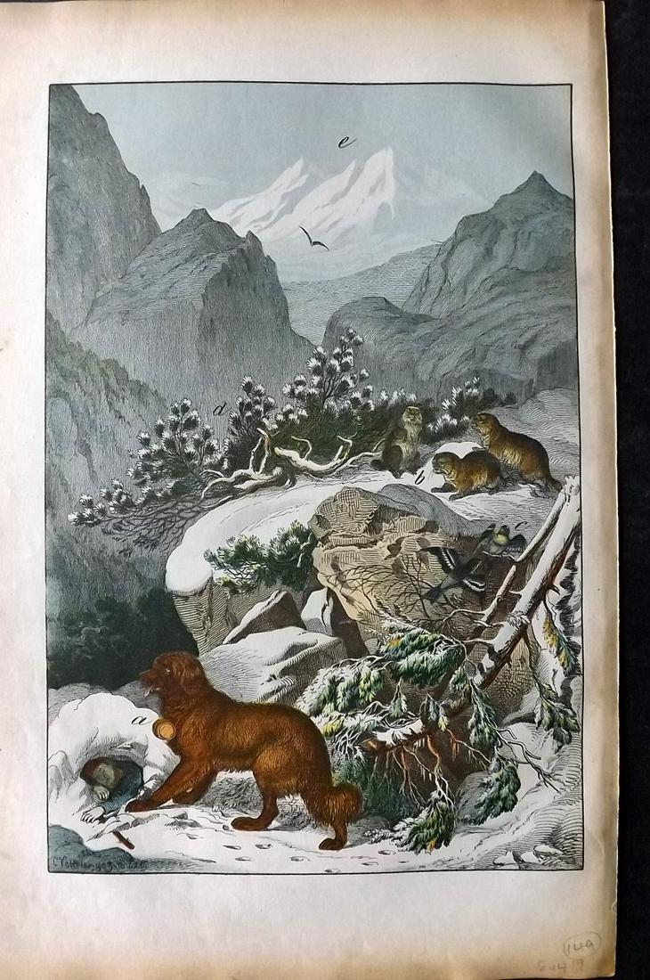 White, Adam 1872 HC Print. St. Bernard Dog, Marmot. Alps (1 of 2)