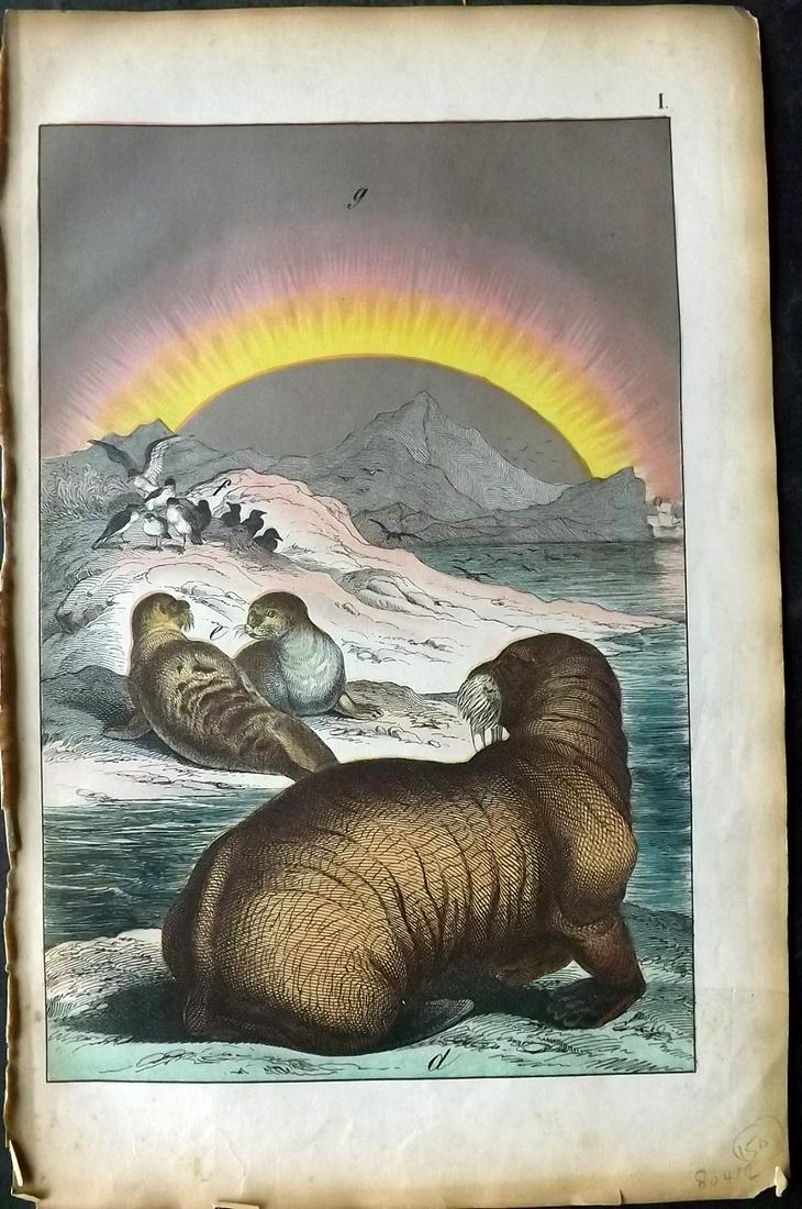 White, Adam 1872 HC Print. Walrus, Greenland Seal. North Pole (1 of 2)