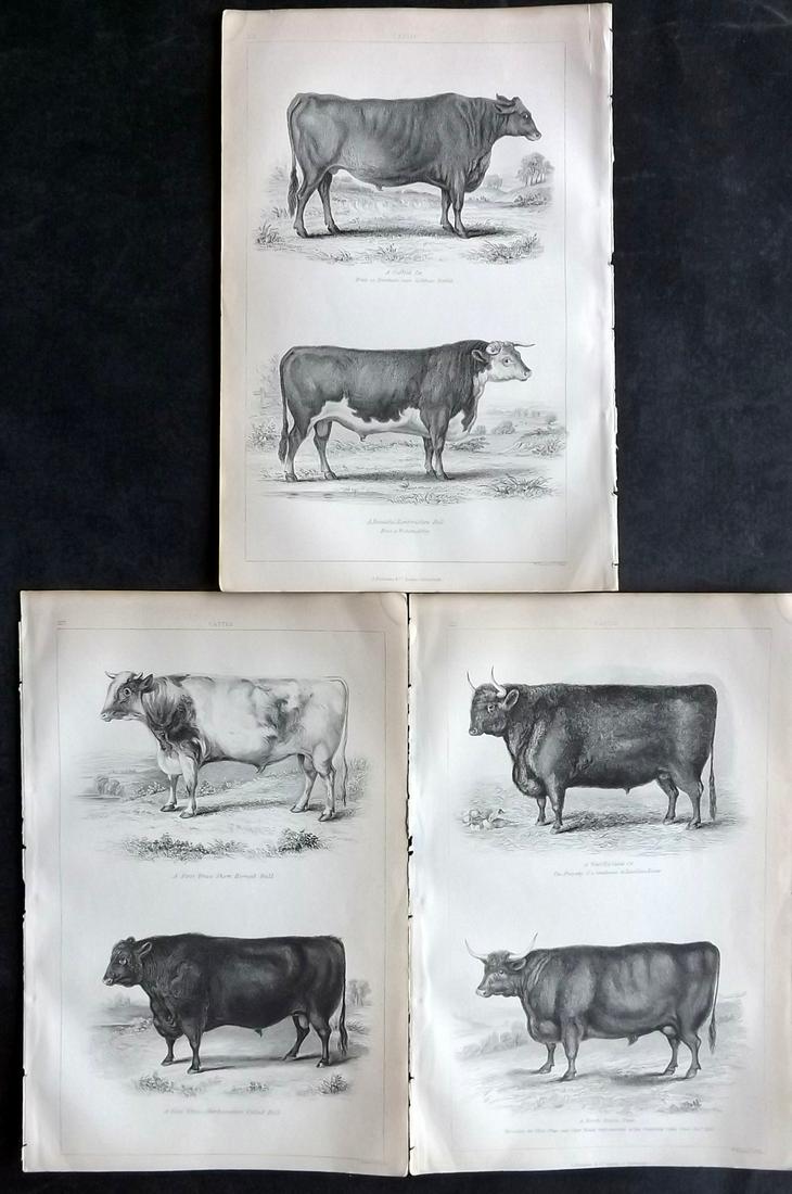 Wilson, John 1852 Lot of 3 Cattle Prints: Steel Engravings/Etchings Published 1851-52, London for "The Farmer's Dictionary…" Edited by John Wilson. Paper Size: 9.5 x 6.5 inch (25 x 16.5cm) Good Condition