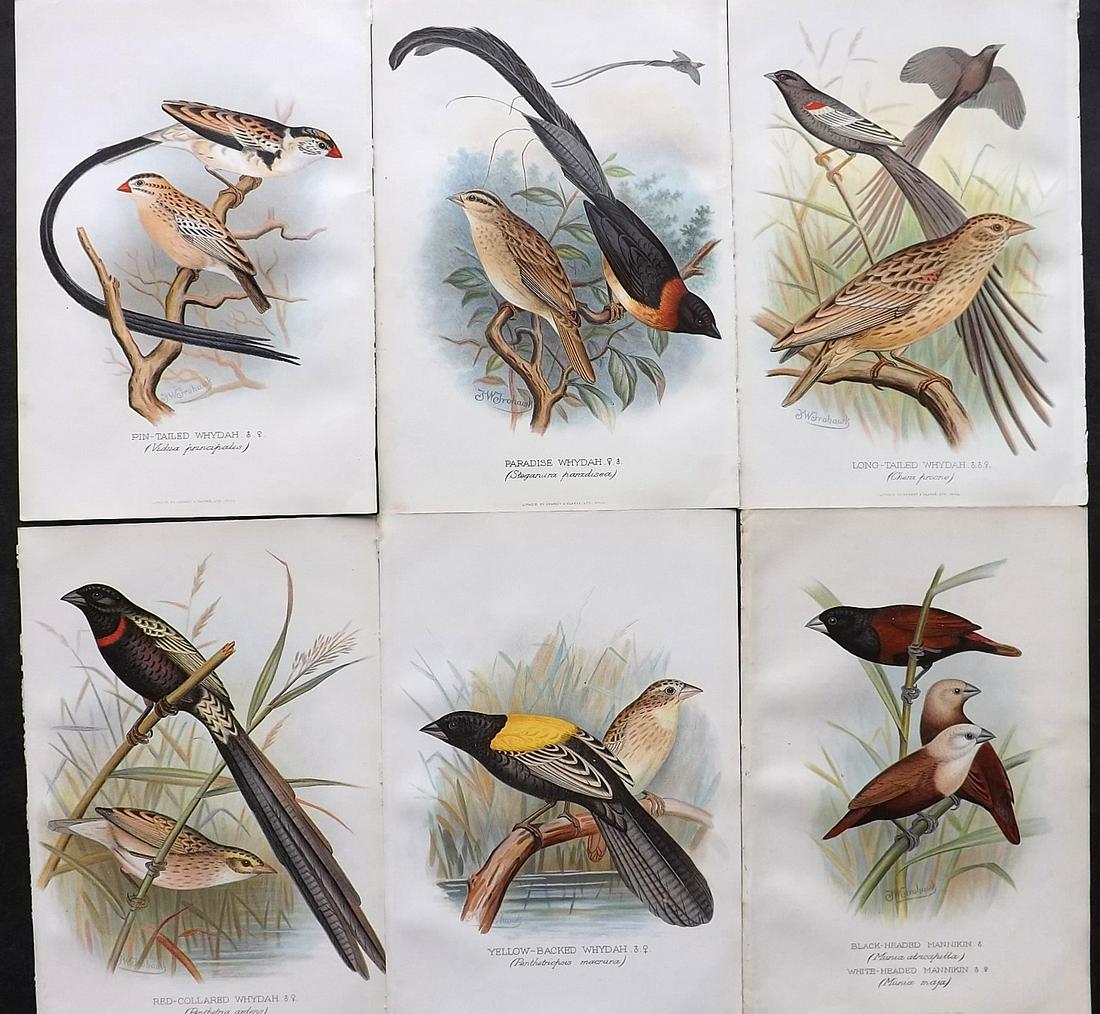 Frohawk, F. W. & Butler, Arthur 1899 Lot of 6 Bird Prints (1 of 2)