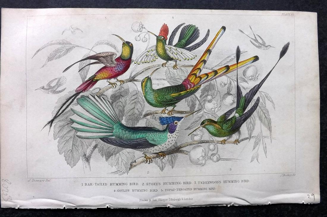 Goldsmith, Oliver 1859 Hand Col Bird Print. Hummingbirds (1 of 2)