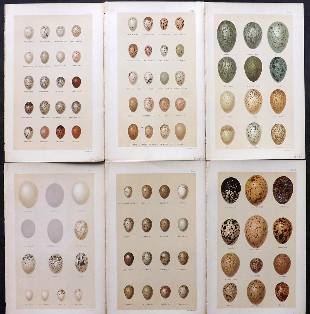 Seebohm, Henry 1896 Lot of 6 Antique Bird Egg Prints: Chromolithographs Published 1896, London for "A History of British Birds..." By Henry Seebohm. Paper Size: 10 x 6 inch (25 x 16cm) Good Condition