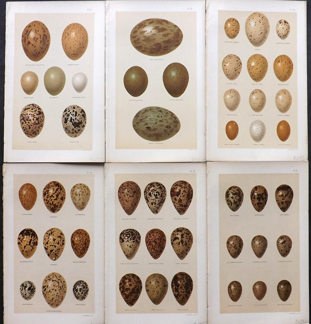 Seebohm, Henry 1896 Lot of 6 Antique Bird Egg Prints: Chromolithographs Published 1896, London for "A History of British Birds..." By Henry Seebohm. Paper Size: 10 x 6 inch (25 x 16cm) Good Condition