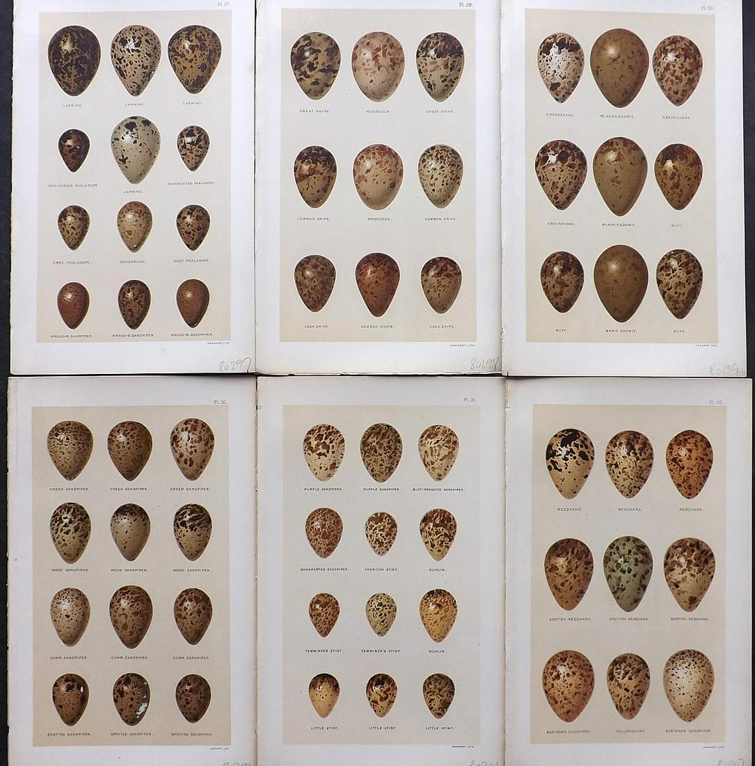 Seebohm, Henry 1896 Lot of 6 Antique Bird Egg Prints: Chromolithographs Published 1896, London for "A History of British Birds..." By Henry Seebohm. Paper Size: 10 x 6 inch (25 x 16cm) Good Condition
