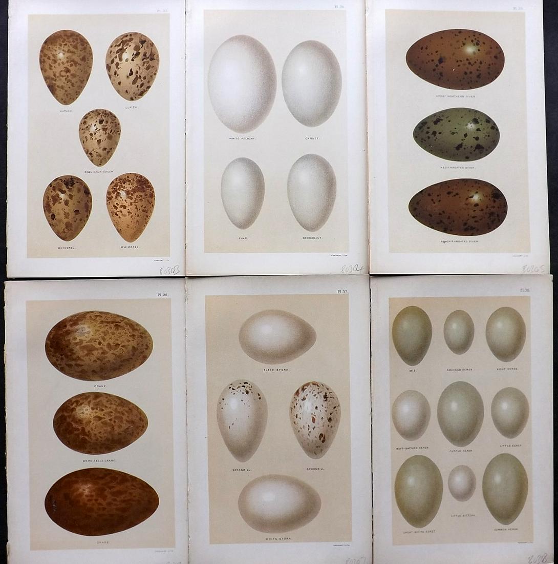 Seebohm, Henry 1896 Lot of 6 Antique Bird Egg Prints: Chromolithographs Published 1896, London for "A History of British Birds..." By Henry Seebohm. Paper Size: 10 x 6 inch (25 x 16cm) Good Condition