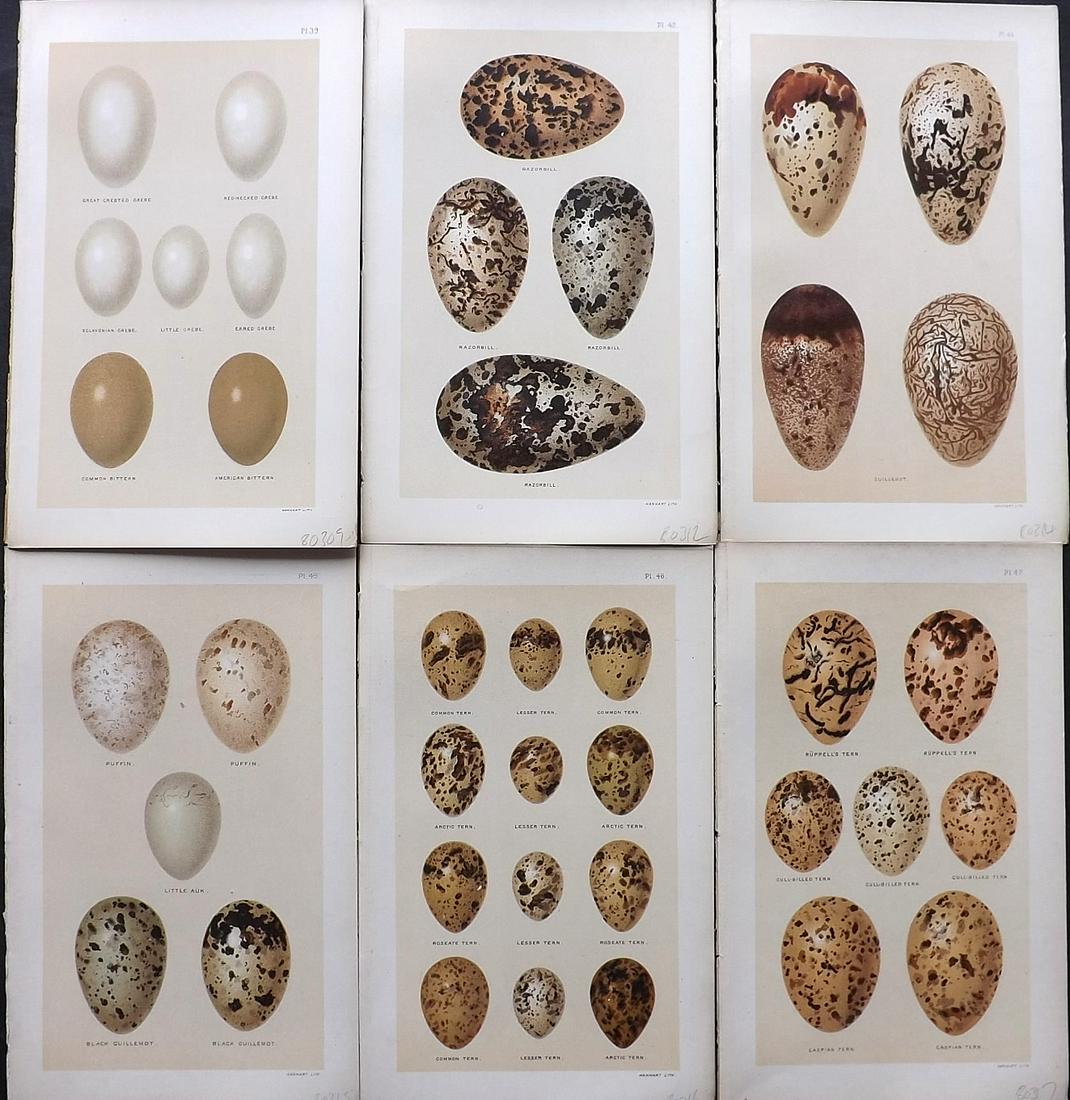 Seebohm, Henry 1896 Lot of 6 Antique Bird Egg Prints: Chromolithographs Published 1896, London for "A History of British Birds..." By Henry Seebohm. Paper Size: 10 x 6 inch (25 x 16cm) Good Condition