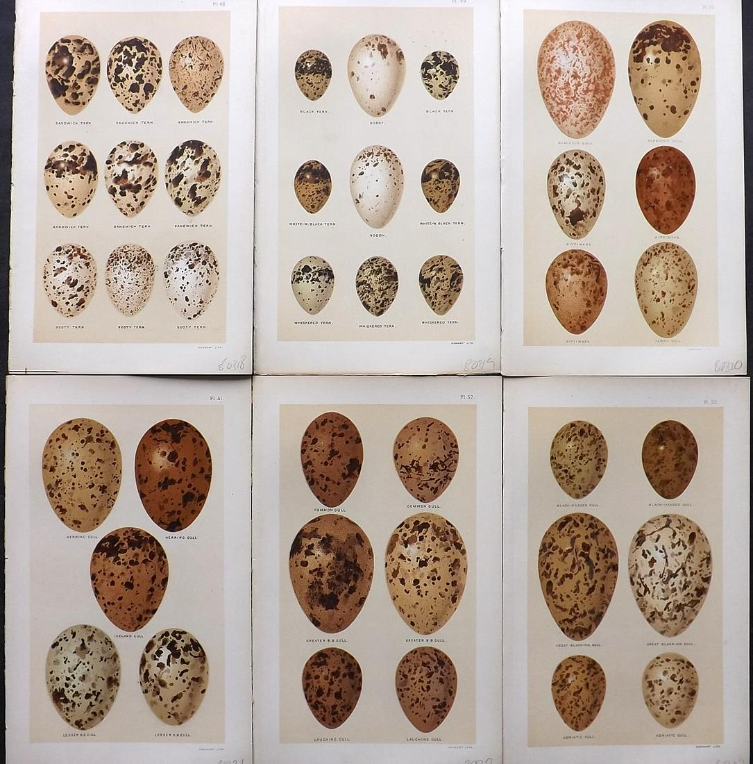 Seebohm, Henry 1896 Lot of 6 Antique Bird Egg Prints: Chromolithographs Published 1896, London for "A History of British Birds..." By Henry Seebohm. Paper Size: 10 x 6 inch (25 x 16cm) Good Condition