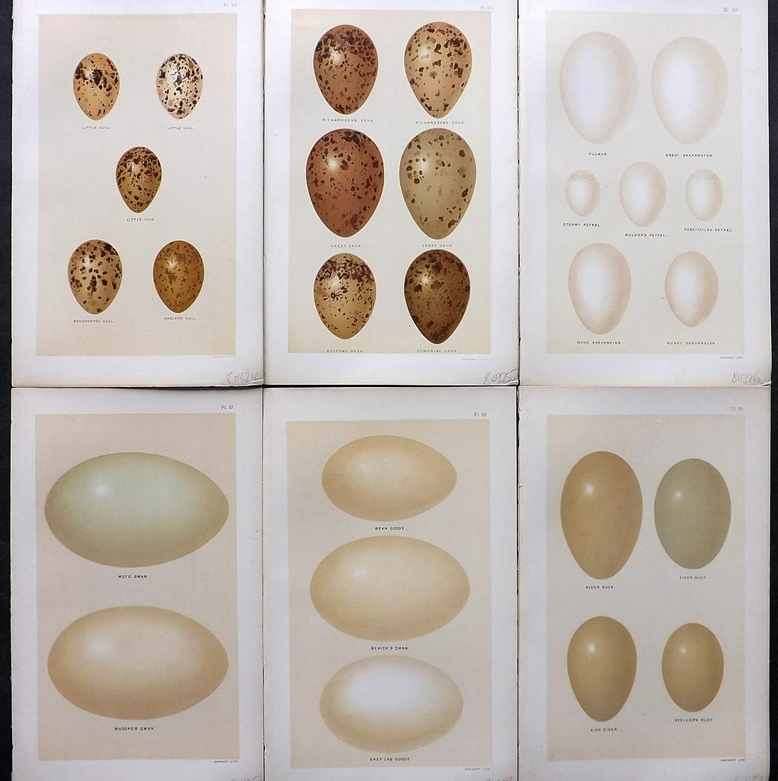 Seebohm, Henry 1896 Lot of 6 Antique Bird Egg Prints: Chromolithographs Published 1896, London for "A History of British Birds..." By Henry Seebohm. Paper Size: 10 x 6 inch (25 x 16cm) Good Condition