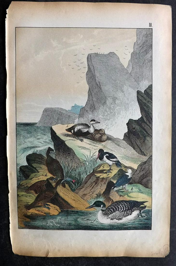 White, Adam 1872 HC Print. Oyster Catcher, Cormorant, Diver, Eider Duck (1 of 2)