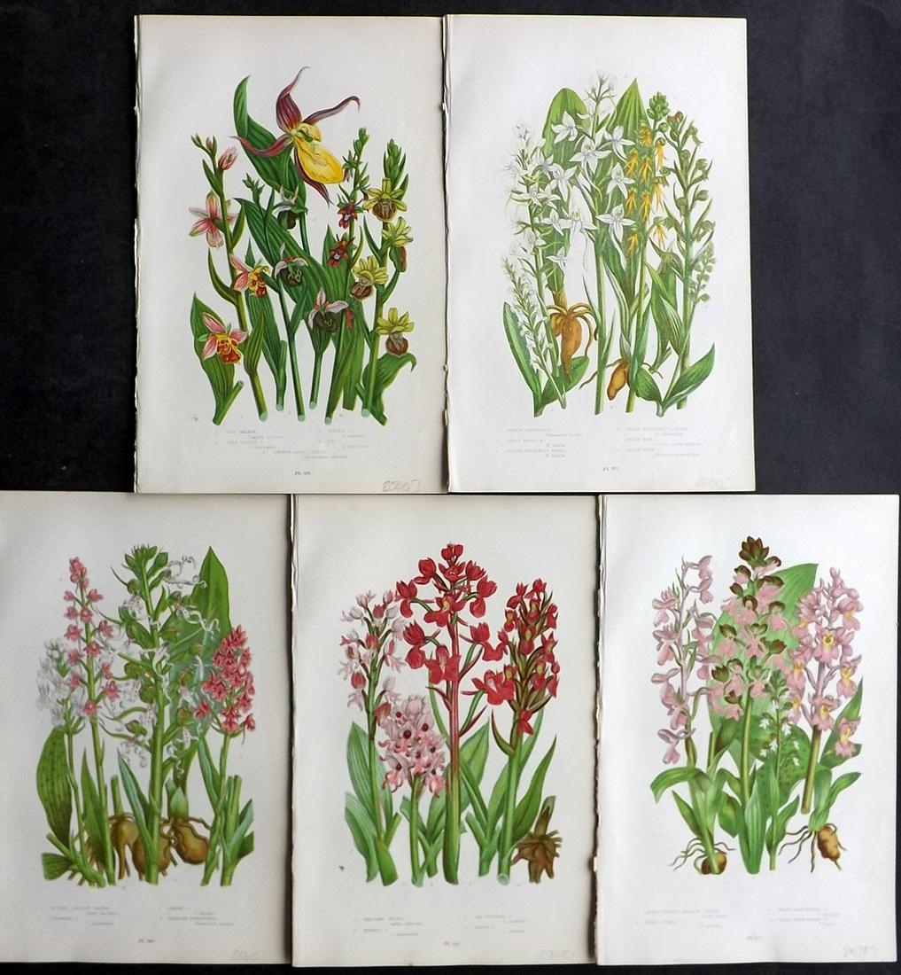 Pratt, Anne 1905 Lot of 5 Antique Botanical Prints. Orchids: Chromolithographs Published 1899-1905, London for "The Flowering Plants and Ferns of Great Britain" by Anne Pratt. Paper Size: 9.5 x 6 inch (24 x 16cm) Good Condition