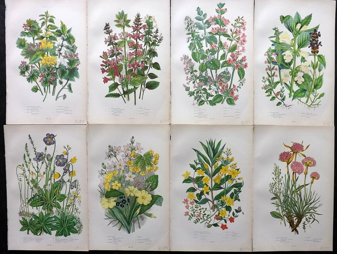 Pratt, Anne 1905 Lot of 8 Antique Botanical Prints: Chromolithographs Published 1899-1905, London for "The Flowering Plants and Ferns of Great Britain" by Anne Pratt. Paper Size: 9.5 x 6 inch (24 x 16cm) Good Condition