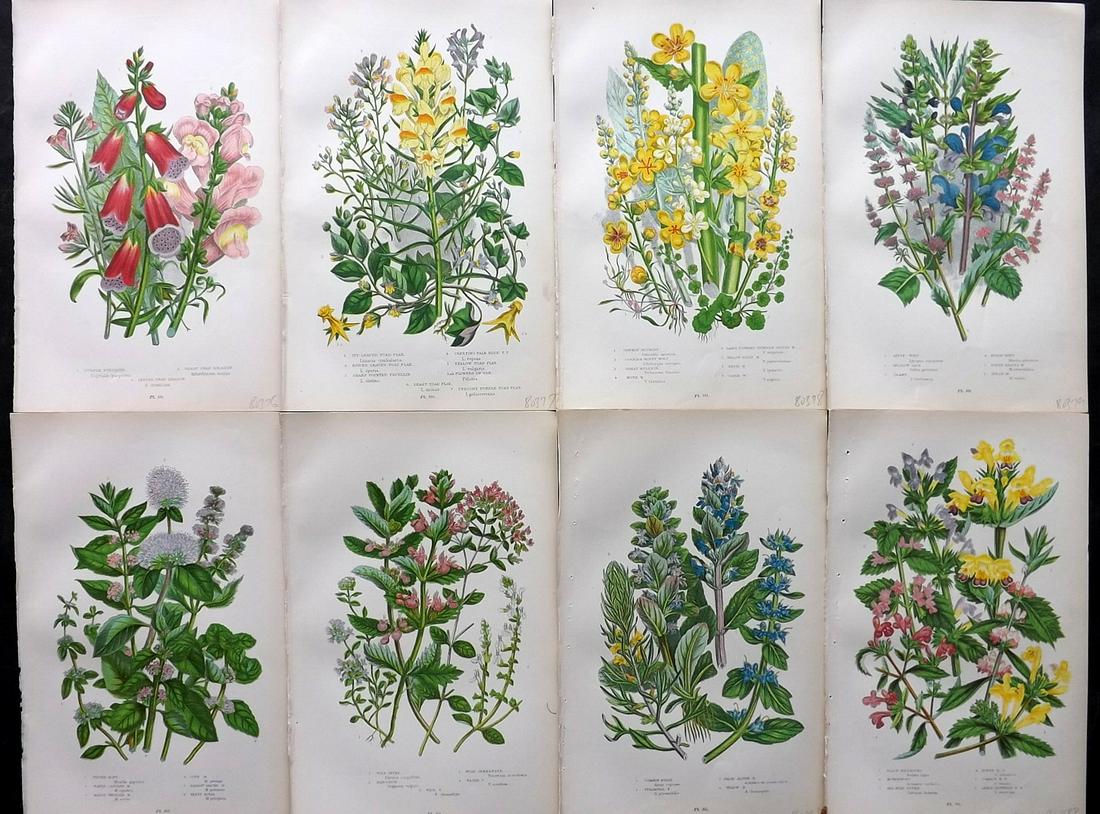 Pratt, Anne 1905 Lot of 8 Antique Botanical Prints: Chromolithographs Published 1899-1905, London for "The Flowering Plants and Ferns of Great Britain" by Anne Pratt. Paper Size: 9.5 x 6 inch (24 x 16cm) Good Condition