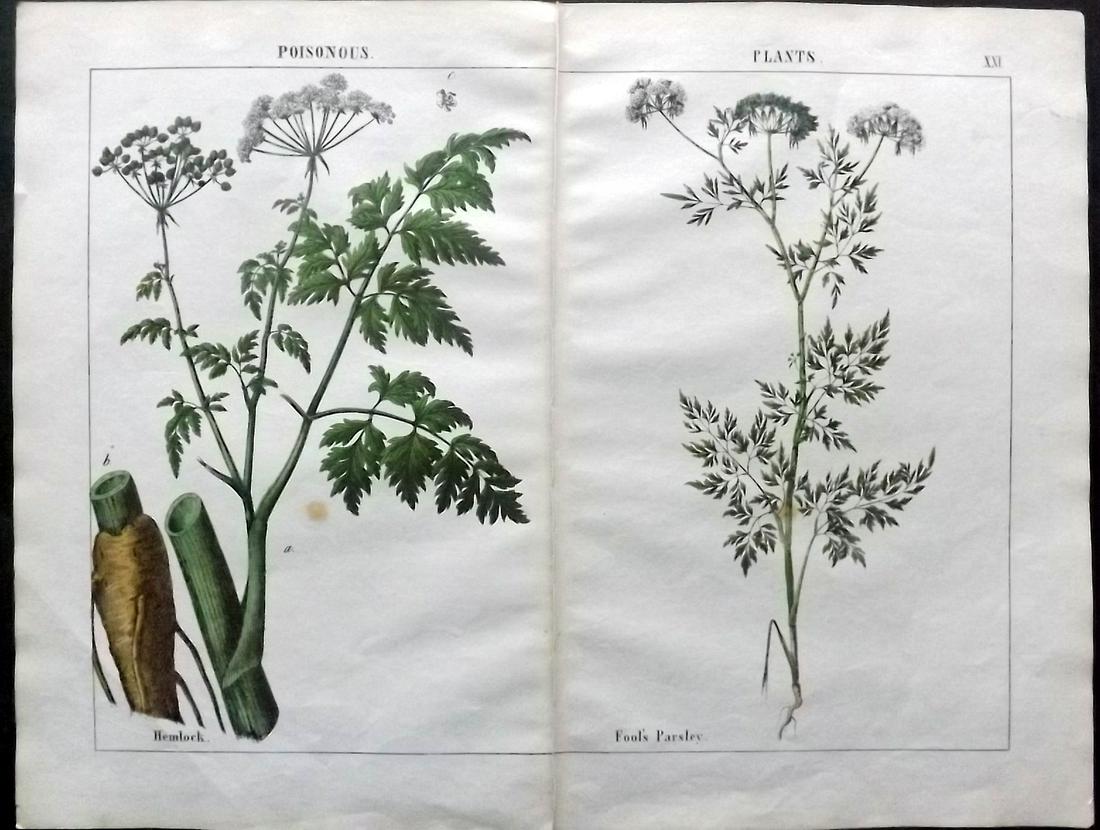 Yonge, Charlotte 1863 Pair of Hand Col Botanical Prints: Hand Coloured Lithographs Published 1863, London for "The Instructive Picture Book. Or Lessons from the Vegetable World" by Charlotte Mary Yonge. Paper Size: 12.5 x 8 inch (32 x 21cm) Trimmed from a l