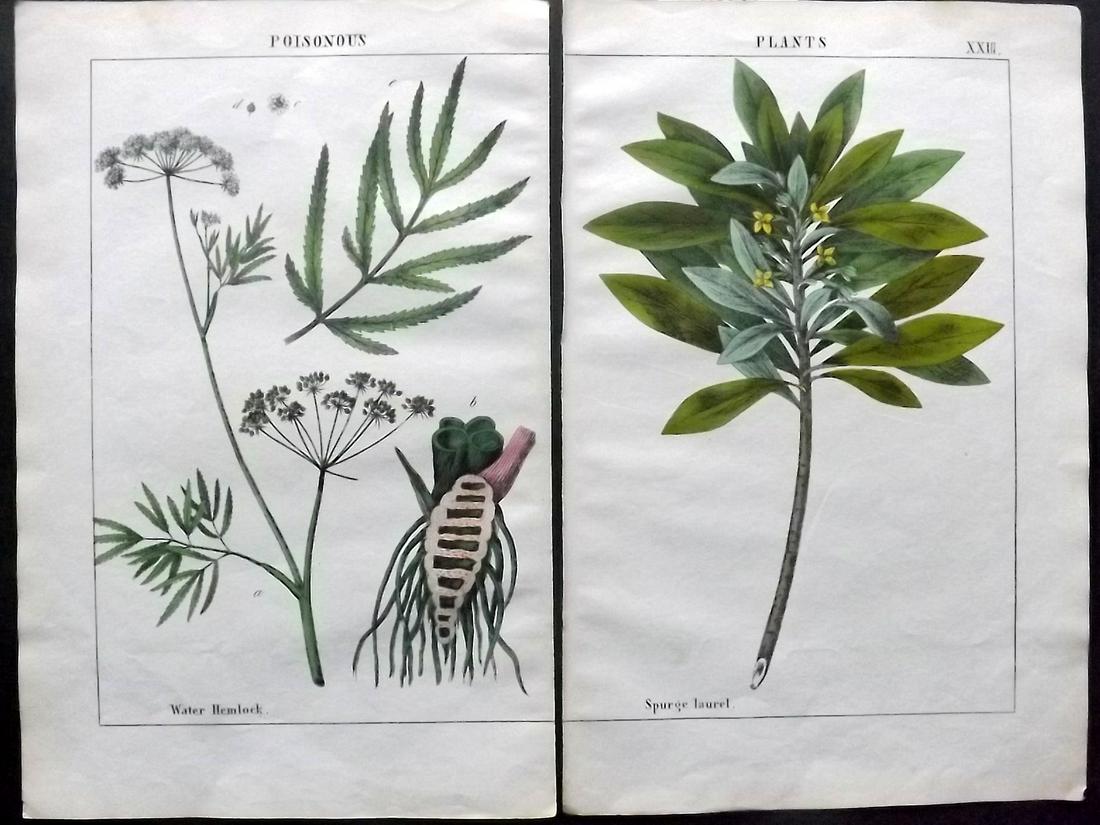 Yonge, Charlotte 1863 Pair of Hand Col Botanical Prints: Hand Coloured Lithographs Published 1863, London for "The Instructive Picture Book. Or Lessons from the Vegetable World" by Charlotte Mary Yonge. Paper Size: 12.5 x 8 inch (32 x 21cm) Trimmed from a l