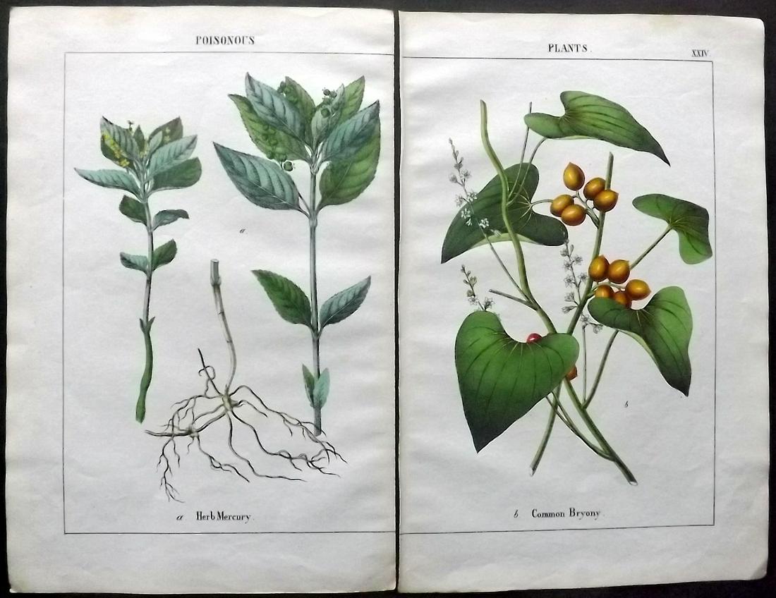 Yonge, Charlotte 1863 Pair of Hand Col Botanical Prints: Hand Coloured Lithographs Published 1863, London for "The Instructive Picture Book. Or Lessons from the Vegetable World" by Charlotte Mary Yonge. Paper Size: 12.5 x 8 inch (32 x 21cm) Trimmed from a l