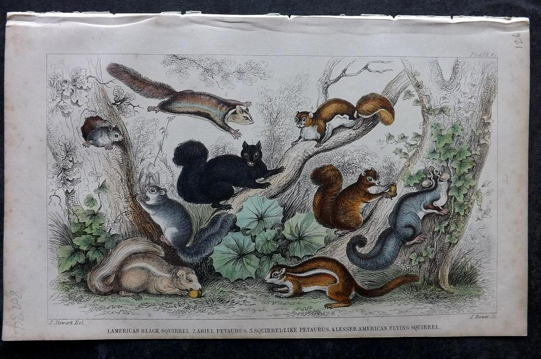 Goldsmith, Oliver 1859 Hand Col Print. Squirrels: Hand Colored Steel Engraving Published 1859 by Blackie & Son, London for "A History of the Earth and Animated Nature" by Oliver Goldsmith. Paper Size: 9.5 x 6 inch (24 x 16cm) Very minor margin toning