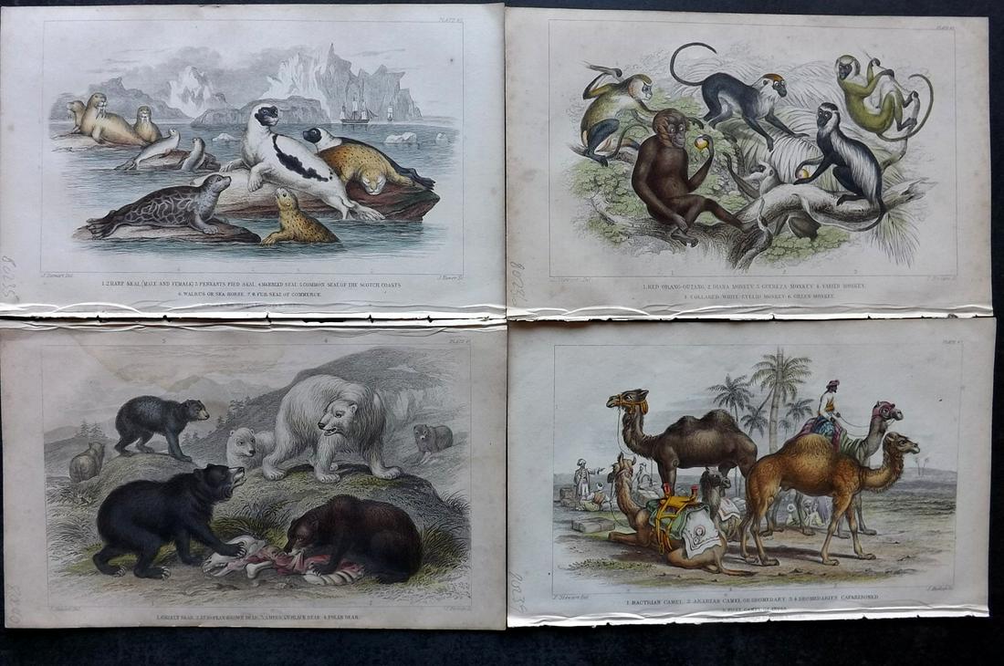 Goldsmith, Oliver 1859 Lot of 4 HCol Natural History Prints (1 of 2)