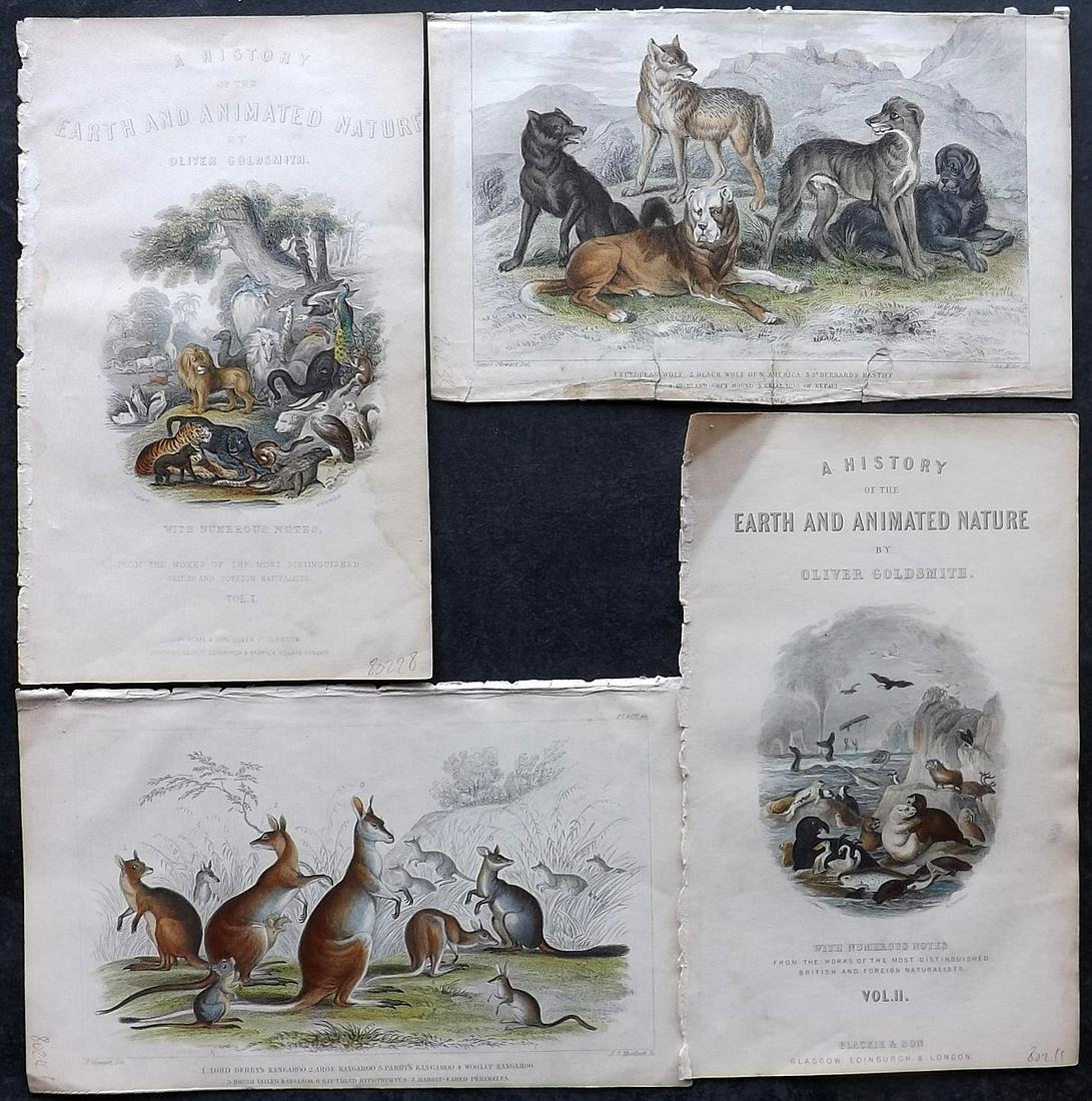 Goldsmith, Oliver 1859 Lot of 4 HCol Natural History Prints, Titles (1 of 2)