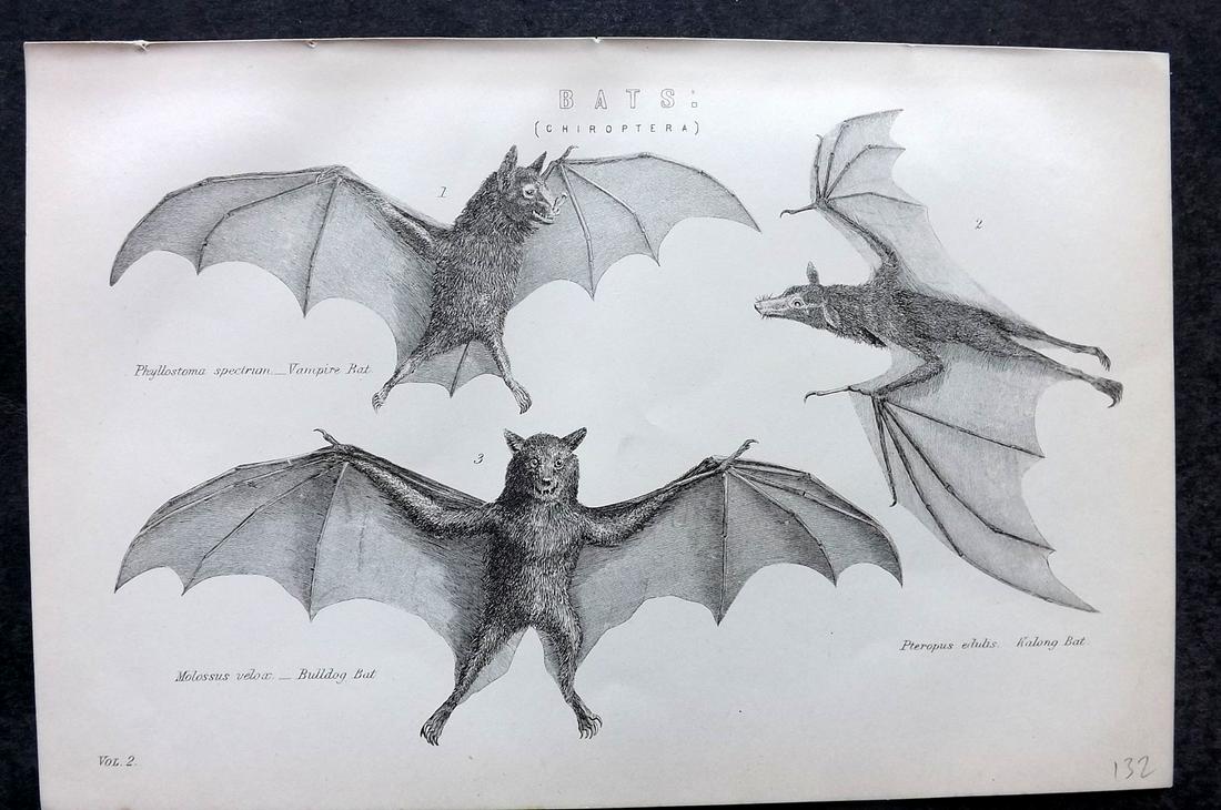 National Encyclopedia 1891 Print. Bats (1 of 2)