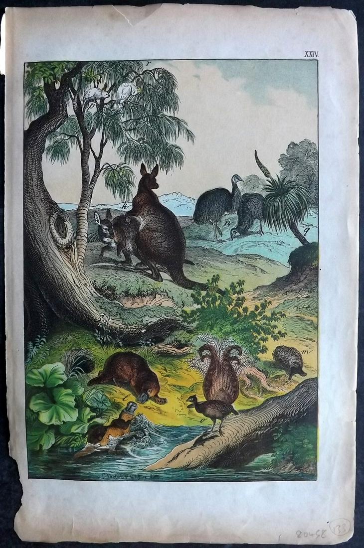 White, Adam 1872 HCol Print. Australia - Kangaroo, Cockatoo, Platypus, Lyre, Emu: Lithograph Published 1867-72, Edinburgh for "The Instructive Picture Book..." by Adam White. Printed in Colours and finished by hand. Paper Size: 13 x 8 inch (33 x 21cm) Tiny chip to left margin. Mino