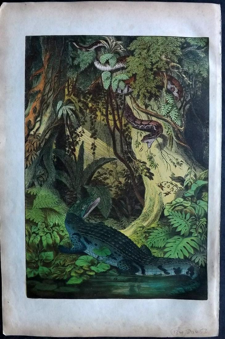 White, Adam 1872 HCol Print. Brazil - Cayman Alligator, Boa Murina Snake: Lithograph Published 1867-72, Edinburgh for "The Instructive Picture Book..." by Adam White. Printed in Colours and finished by hand. Paper Size: 13 x 8 inch (33 x 21cm) Minor margin toning. Good Cond