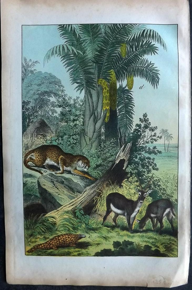 White, Adam 1872 HCol Print. Malaysia - Antelope, Cheetah, Manis: Lithograph Published 1867-72, Edinburgh for "The Instructive Picture Book..." by Adam White. Printed in Colours and finished by hand. Paper Size: 13 x 8 inch (33 x 21cm) Minor margin toning. Good Cond