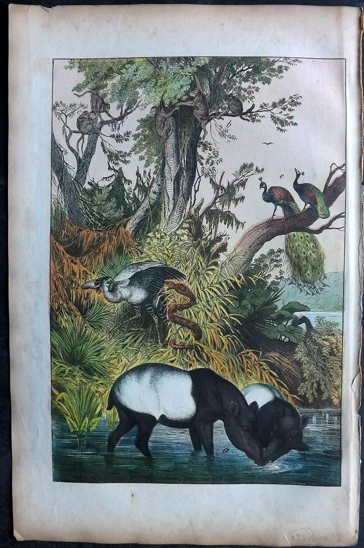 White, Adam 1872 HCol Print. Malaysia - Tapir, Hooded Ape, Secretary Bird, Naja Snake: Lithograph Published 1867-72, Edinburgh for "The Instructive Picture Book..." by Adam White. Printed in Colours and finished by hand. Paper Size: 13 x 8 inch (33 x 21cm) Minor margin toning. Good Cond