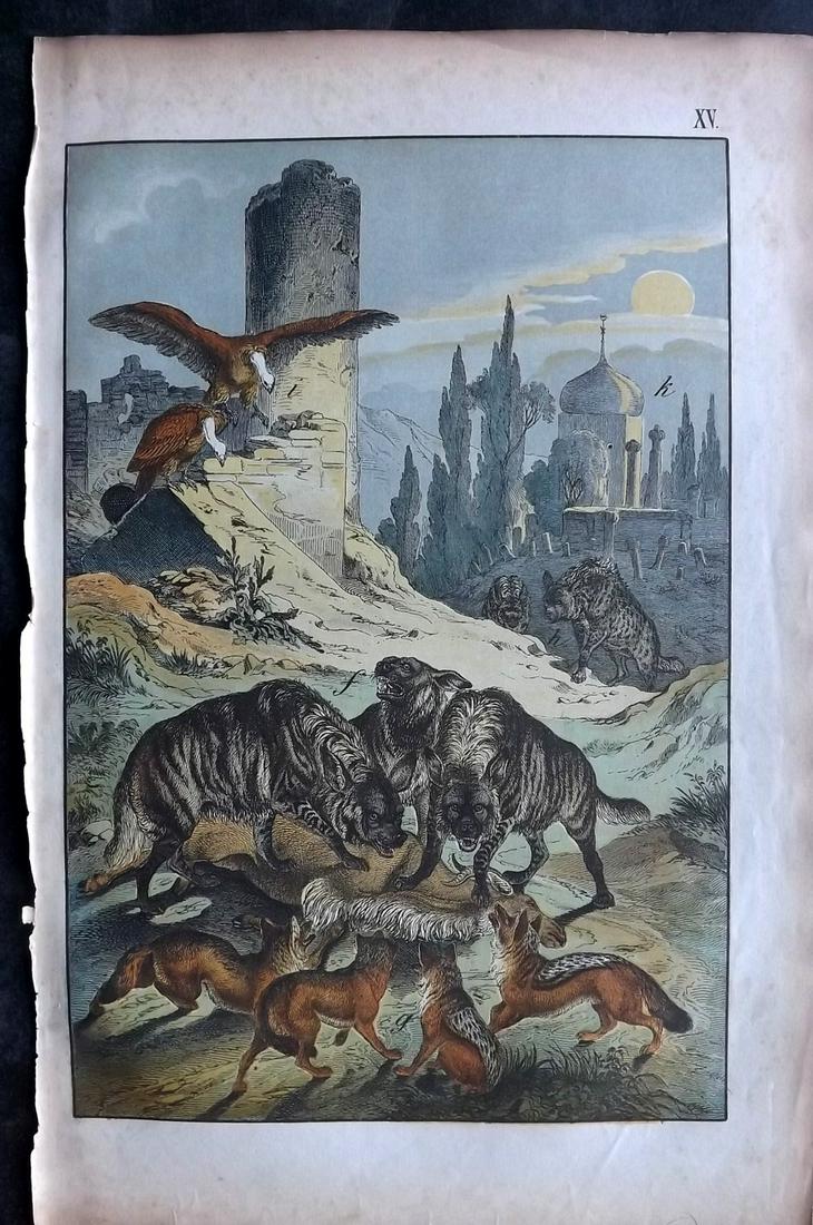 White, Adam 1872 HCol Print. Morocco - Hyena, Jackal, Grey Vulture: Lithograph Published 1867-72, Edinburgh for "The Instructive Picture Book..." by Adam White. Printed in Colours and finished by hand. Paper Size: 13 x 8 inch (33 x 21cm) Minor margin toning. Good Cond