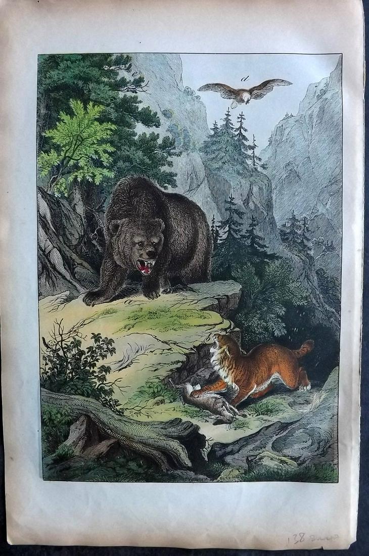 White, Adam 1872 HCol Print. Rocky Mountains - Canadian Lynx, Grisly Bear 19A: Lithograph Published 1867-72, Edinburgh for "The Instructive Picture Book..." by Adam White. Printed in Colours and finished by hand. Paper Size: 13 x 8 inch (33 x 21cm) Minor margin toning. Good Cond