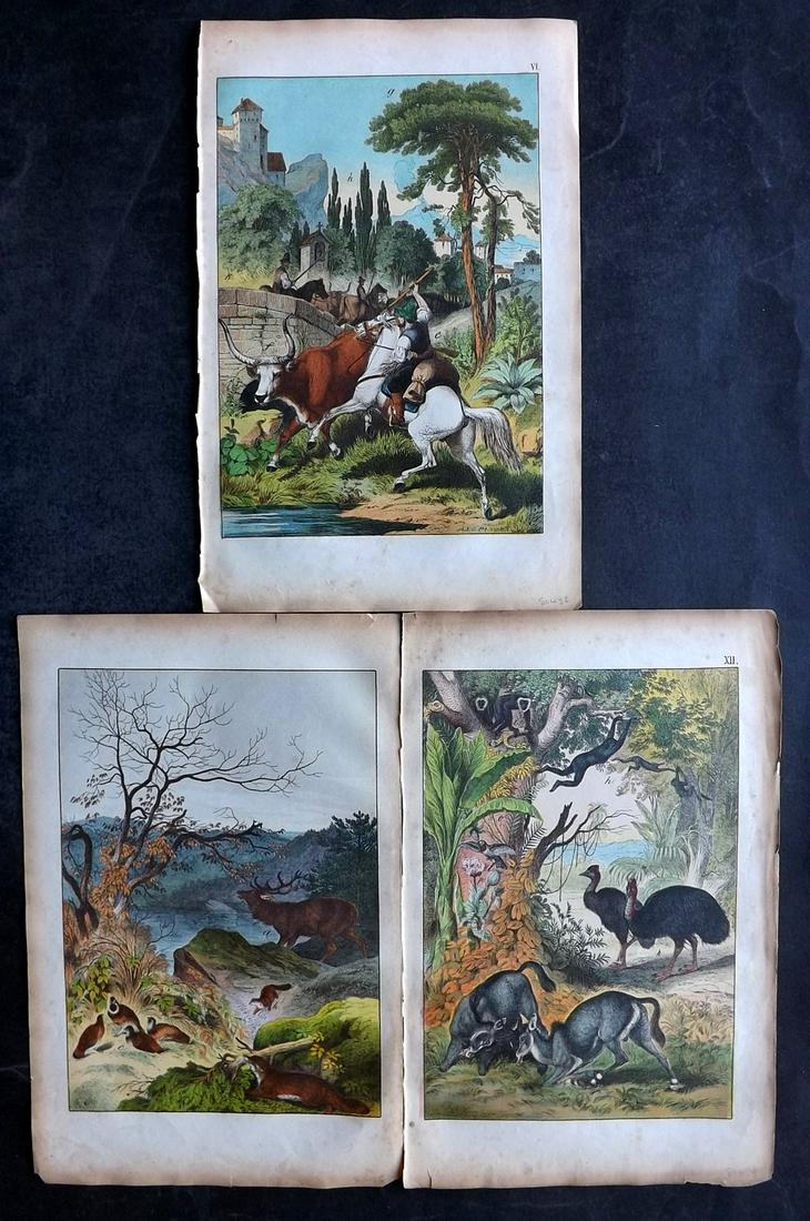 White, Adam 1872 Lot of 3 HCol Natural History Prints: Lithograph Published 1867-72, Edinburgh for "The Instructive Picture Book..." by Adam White. Printed in Colours and finished by hand. Paper Size: 13 x 8 inch (33 x 21cm) Minor margin toning. Good Cond
