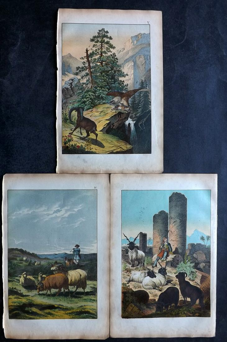 White, Adam 1872 Lot of 3 HCol Prints. Sheep, Goats, Steinbock etc: Lithograph Published 1867-72, Edinburgh for "The Instructive Picture Book..." by Adam White. Printed in Colours and finished by hand. Paper Size: 13 x 8 inch (33 x 21cm) Minor margin toning. Good Cond