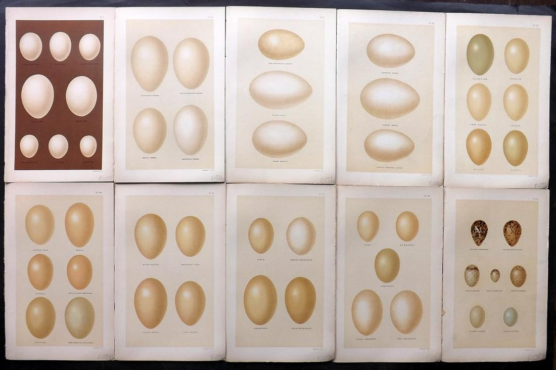 Seebohm, Henry 1896 Lot of 10 Antique Bird Egg Prints: Chromolithographs Published 1896, London for "A History of British Birds..." By Henry Seebohm. Paper Size: 10 x 6 inch (25 x 16cm) Good Condition