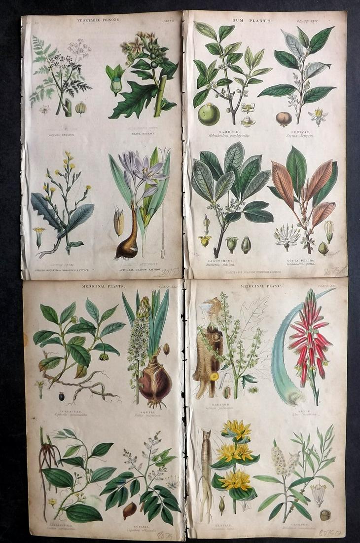 Rhind, William 1855 Lot of 4 Hand Col Botanical Prints (1 of 2)