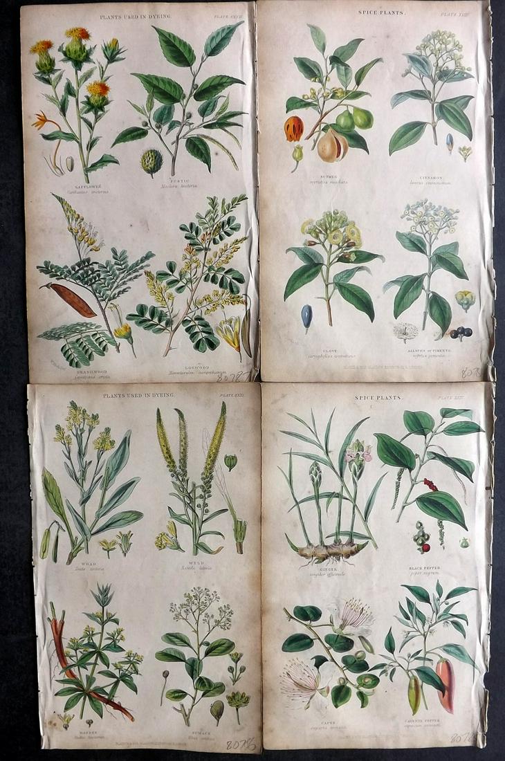 Rhind, William 1855 Lot of 4 Hand Col Botanical Prints (1 of 2)
