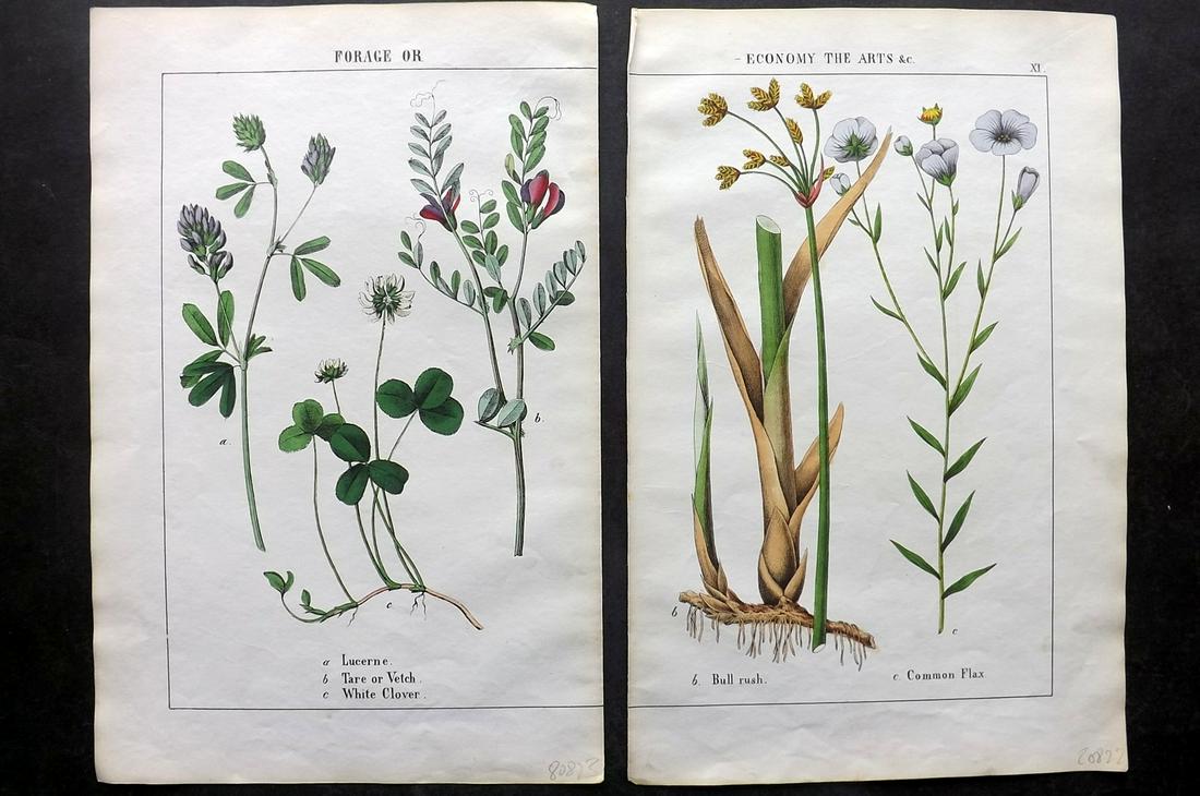 Yonge, Charlotte 1863 Pair of Hand Col Botanical Prints: Hand Coloured Lithographs Published 1863, London for "The Instructive Picture Book. Or Lessons from the Vegetable World" by Charlotte Mary Yonge. Paper Size: 12.5 x 8 inch (32 x 21cm) Trimmed from a l