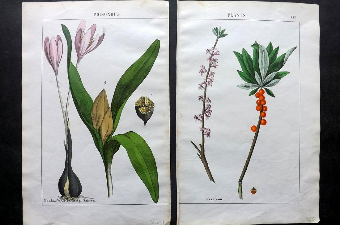 Yonge, Charlotte 1863 Pair of Hand Col Botanical Prints: Hand Coloured Lithographs Published 1863, London for "The Instructive Picture Book. Or Lessons from the Vegetable World" by Charlotte Mary Yonge. Paper Size: 12.5 x 8 inch (32 x 21cm) Trimmed from a l