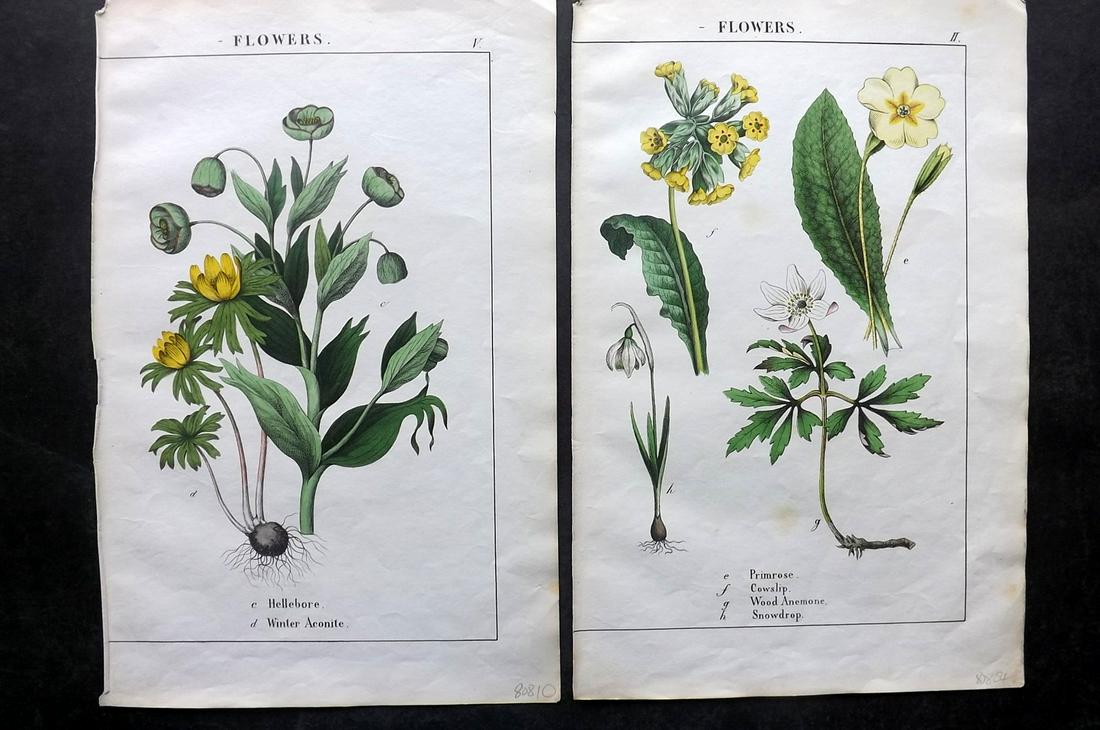 Yonge, Charlotte 1863 Pair of Hand Col Botanical Prints: Hand Coloured Lithographs Published 1863, London for "The Instructive Picture Book. Or Lessons from the Vegetable World" by Charlotte Mary Yonge. Paper Size: 12.5 x 8 inch (32 x 21cm) Trimmed from a l