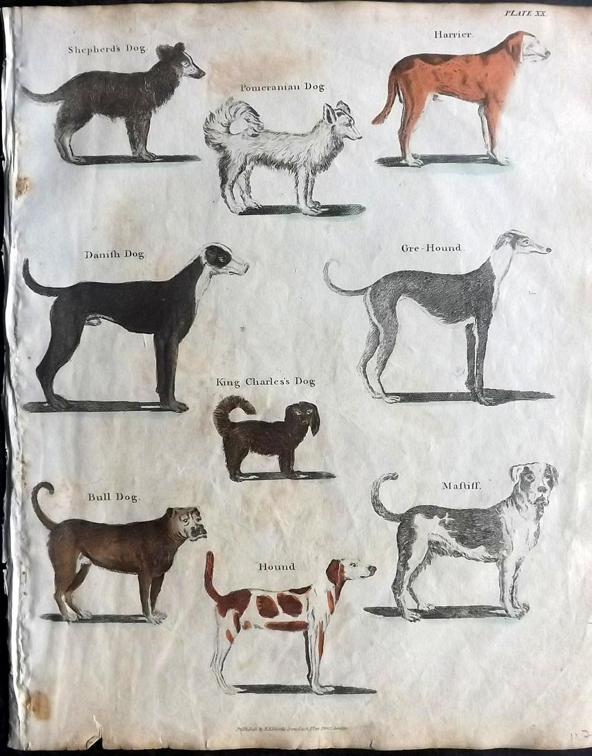 Goldsmith & Shaw 1817 Hand Col Print: Hand Coloured Copper Plates Published 1817, London for "A History of the Earth and Animated Nature" Also titled "Panorama of Nature" by Oliver Goldsmith and George Shaw. Fine hand colour as issued. Ra