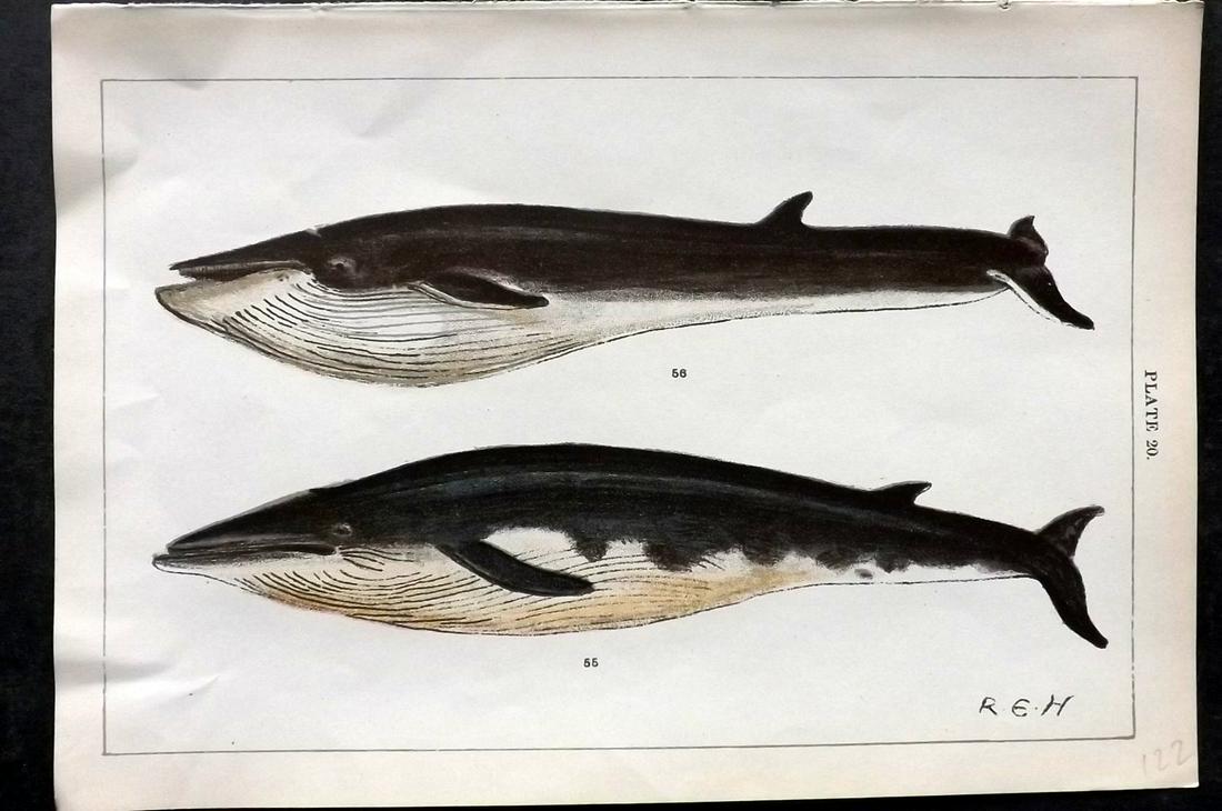 Gordon, W. J. C1900 Antique Print. Whales 20 (1 of 2)