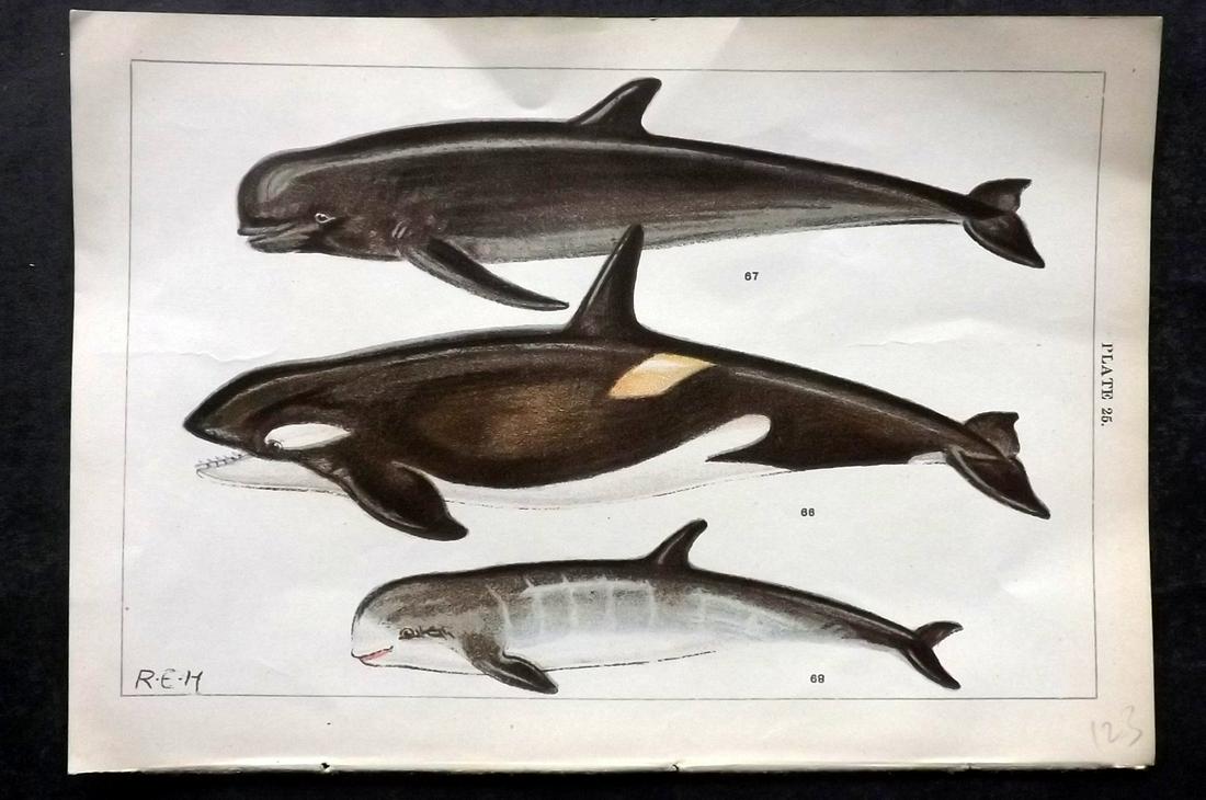 Gordon, W. J. C1900 Antique Print. Whales 25 (1 of 2)
