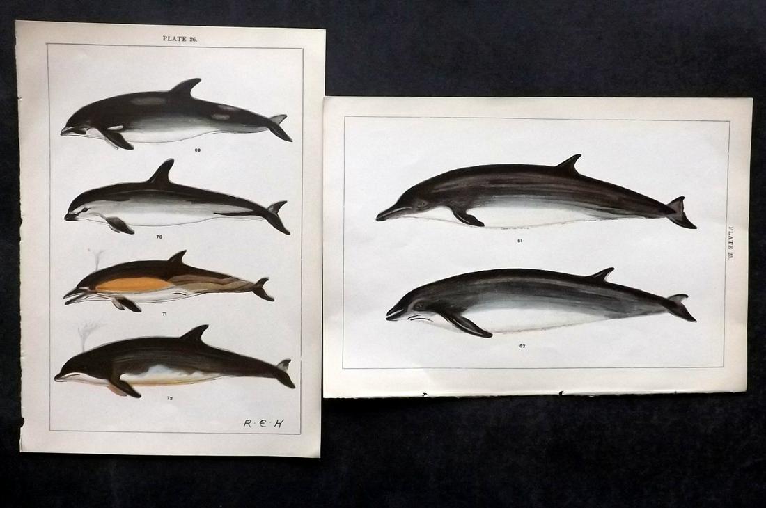 Gordon, W. J. C1900 Pair of Prints. Dolphins (1 of 2)