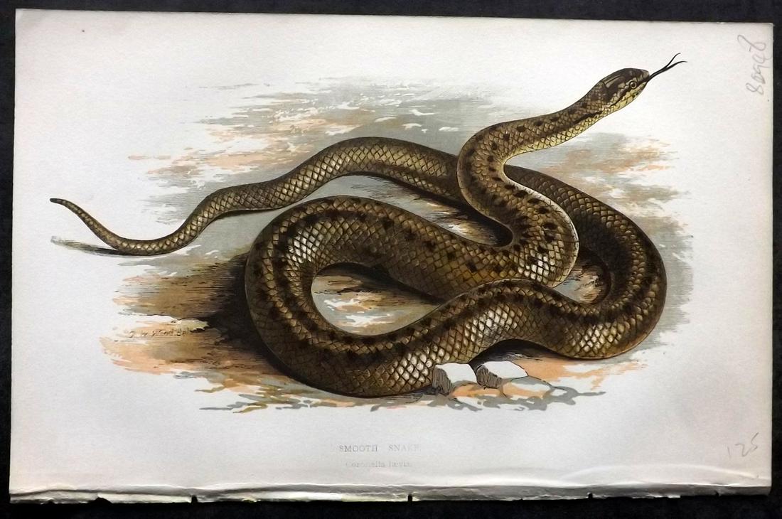 Intellectual Observer 1860's Antique Print. Smooth Snake: Colour Printed Woodblock Published 1862-68, London for "The Intellectual Observer" Paper Size: 8 x 5 inch (20 x 14cm) Good Condition